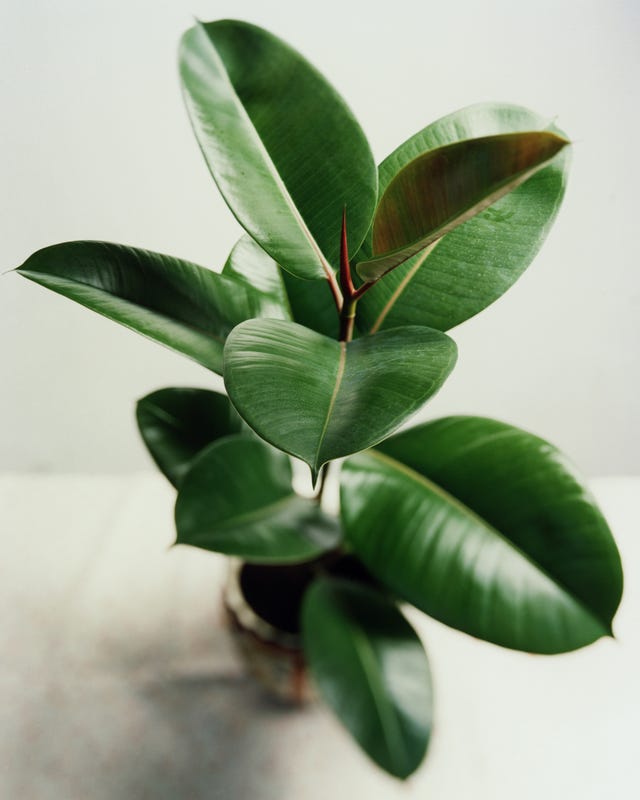 5 houseplants to keep your home cool