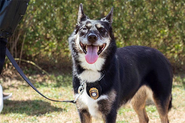 Heartwarming Dog Adoption - Shelter Dog Joins Police Force