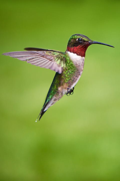 hummingbird