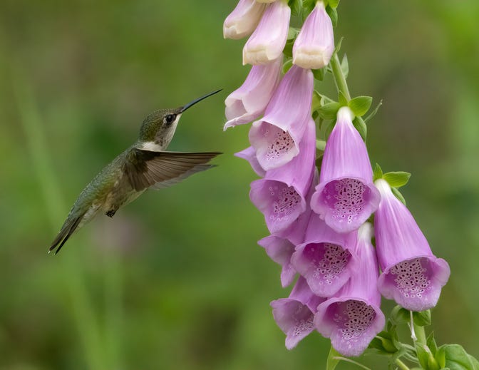 hummingbird flowers foxglove