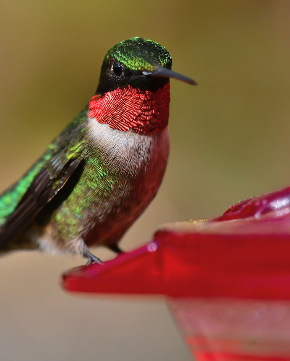 ruby throated hummingbird at backyard feeder