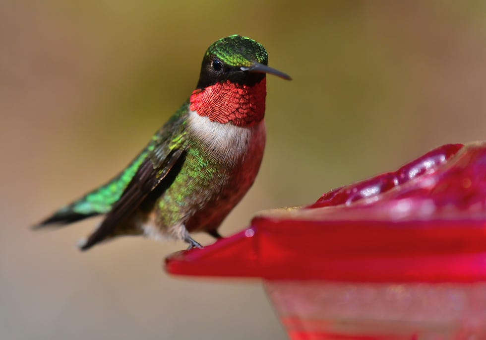 ruby throated hummingbird at backyard feeder