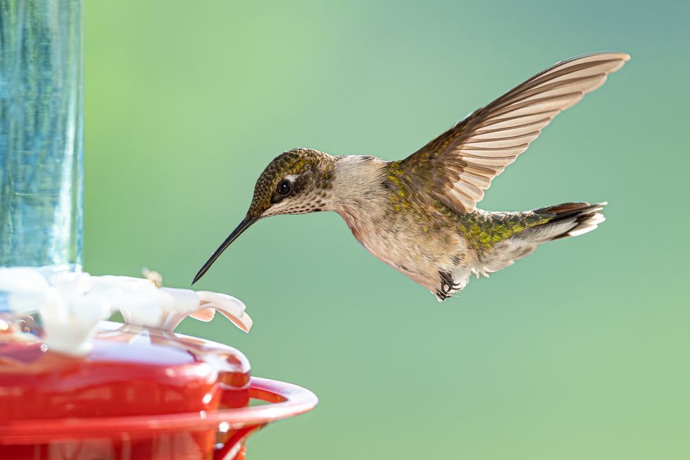ruby throated hummingbird feeding in a backyard
