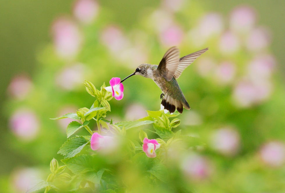 hummingbird flowers torenia