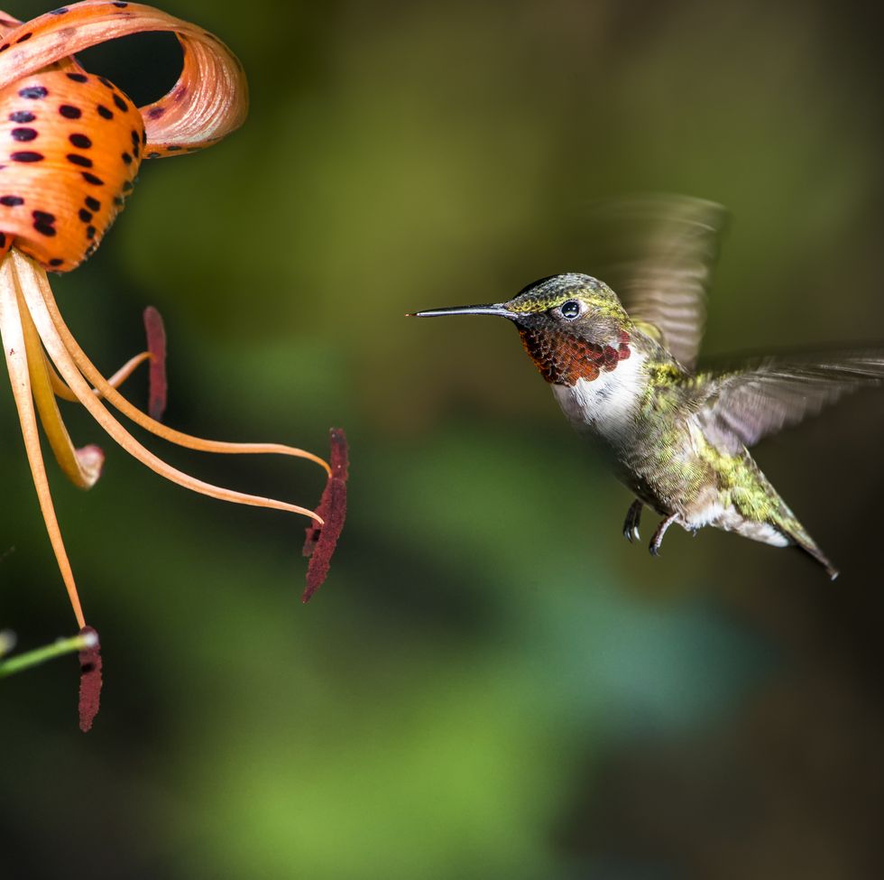 17+ Quotes About Hummingbirds