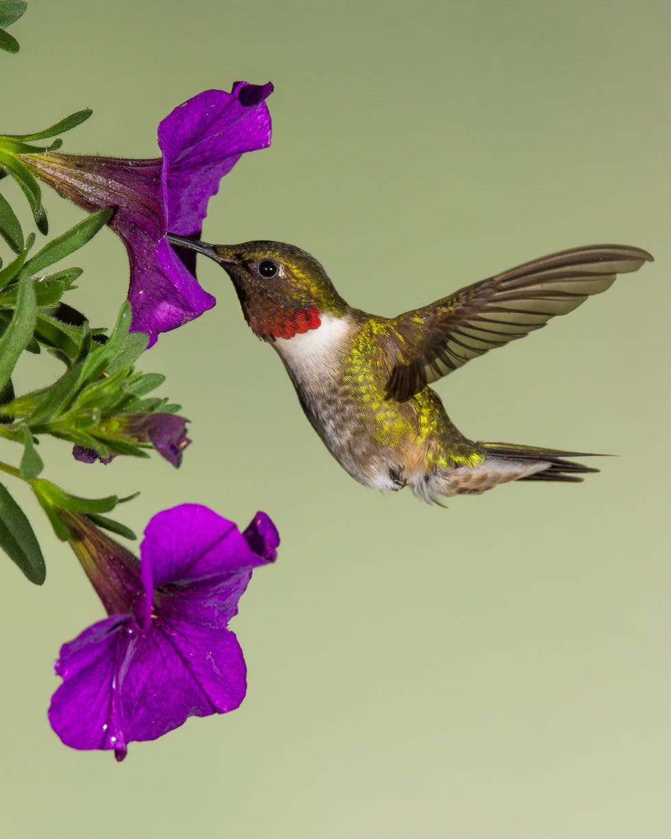 hummingbird flowers petunia