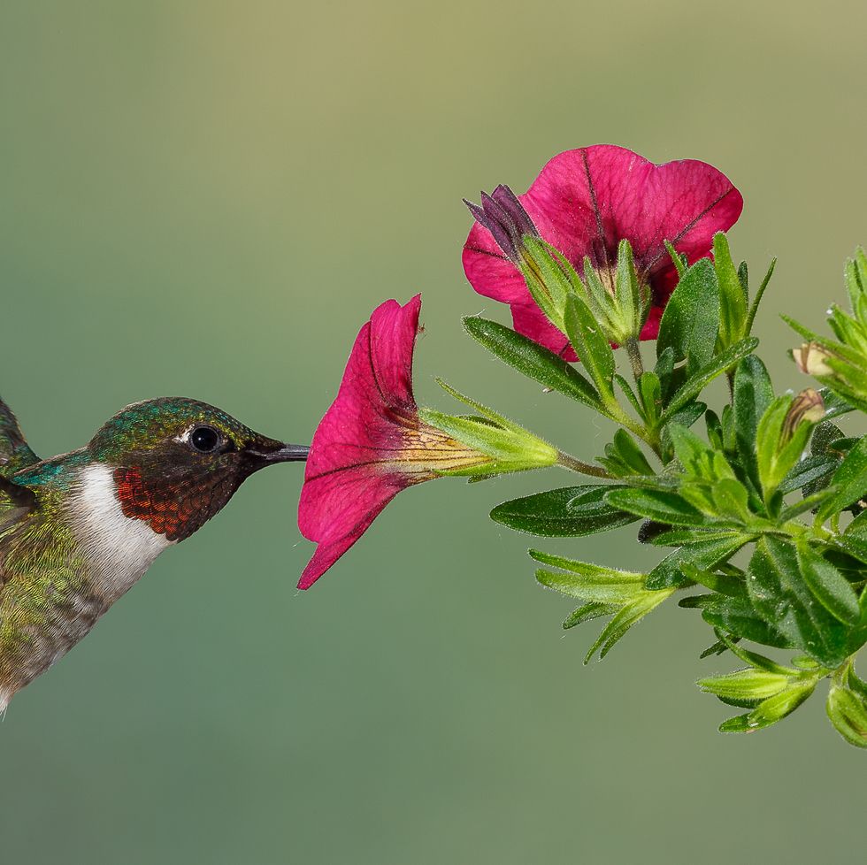 ruby throated hummingbird