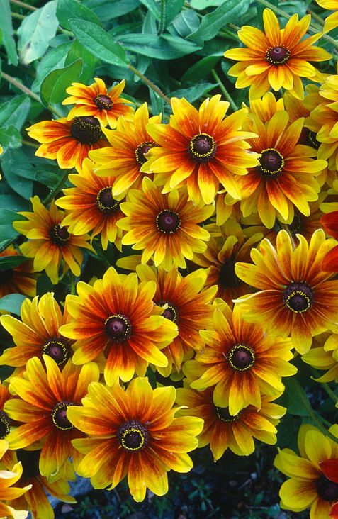 a close up of red and yellow rudbeckia fall flowers