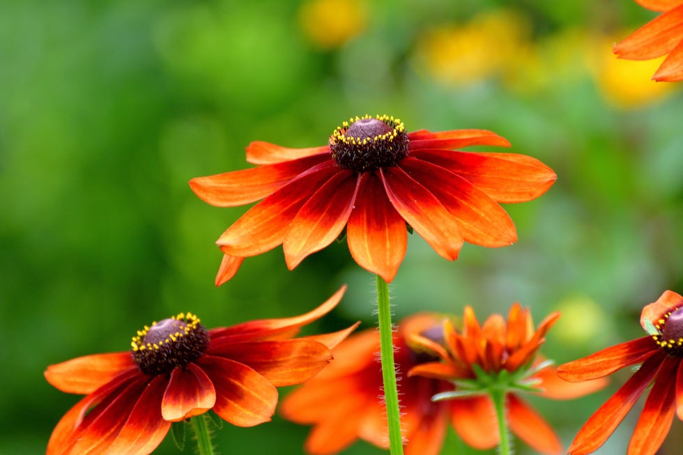 rudbeckia flower  black eyed susan