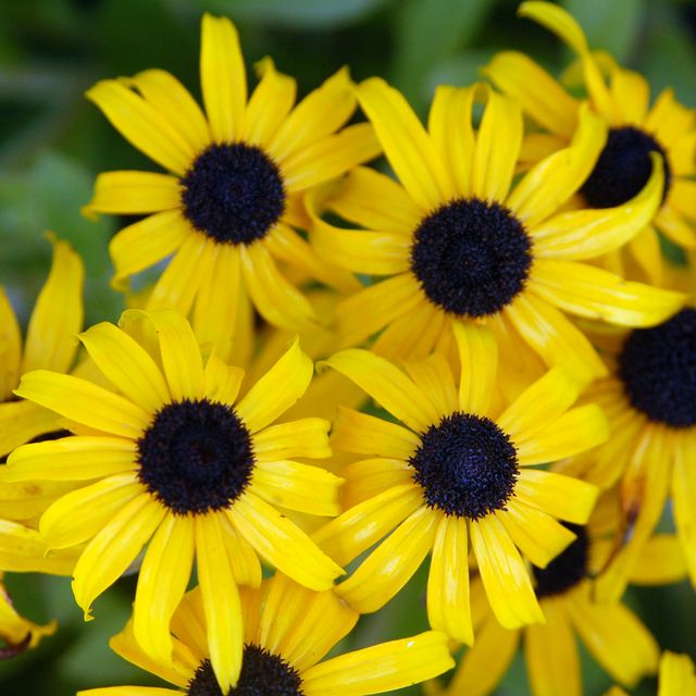 Flower, black-eyed susan, Yellow, Plant, Flowering plant, Petal, sunflower, Sunflower, Annual plant, Daisy family, 