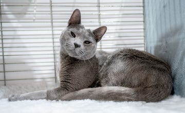 russian blue cat laying down with head perked up