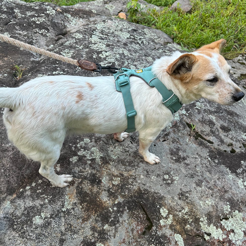 a dog wearing a harness