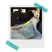 ruffwear haul bag with dog in trunk