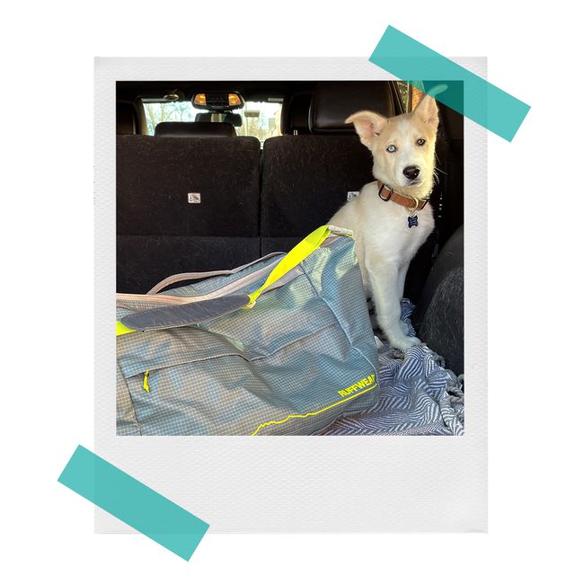 dog with ruffwear haul bag in trunk of car