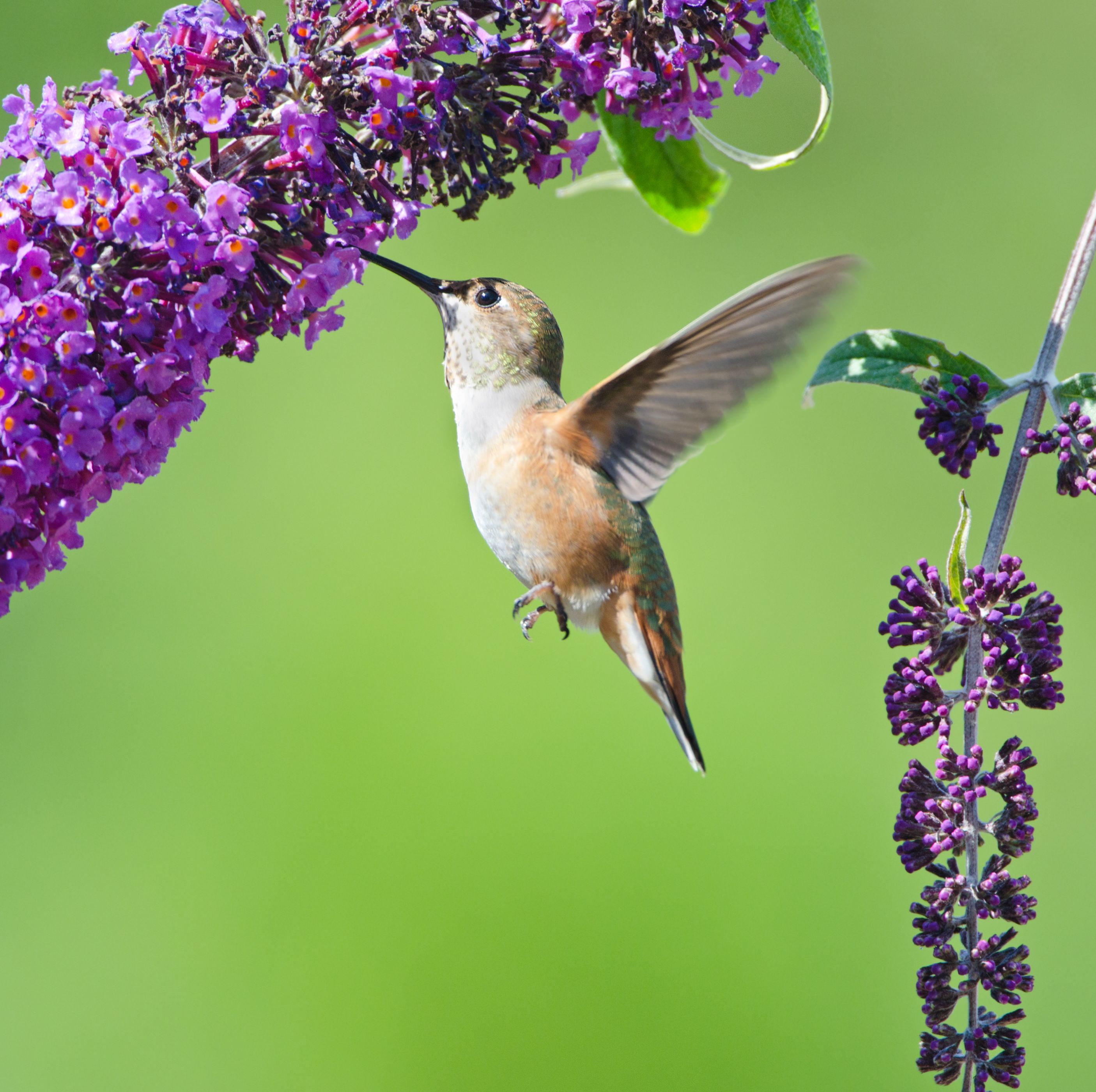These 17 Striking Flowers Will Attract Hummingbirds to Your Garden Year After Year