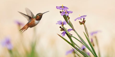 rufous hummingbird and wildflowers