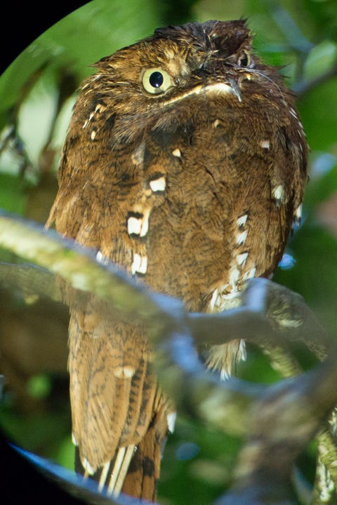 Owl, Bird, Bird of prey, Eastern Screech owl, Western Screech owl, Screech owl, Beak, Cooper's Hawk, Adaptation, Sharp shinned Hawk, 