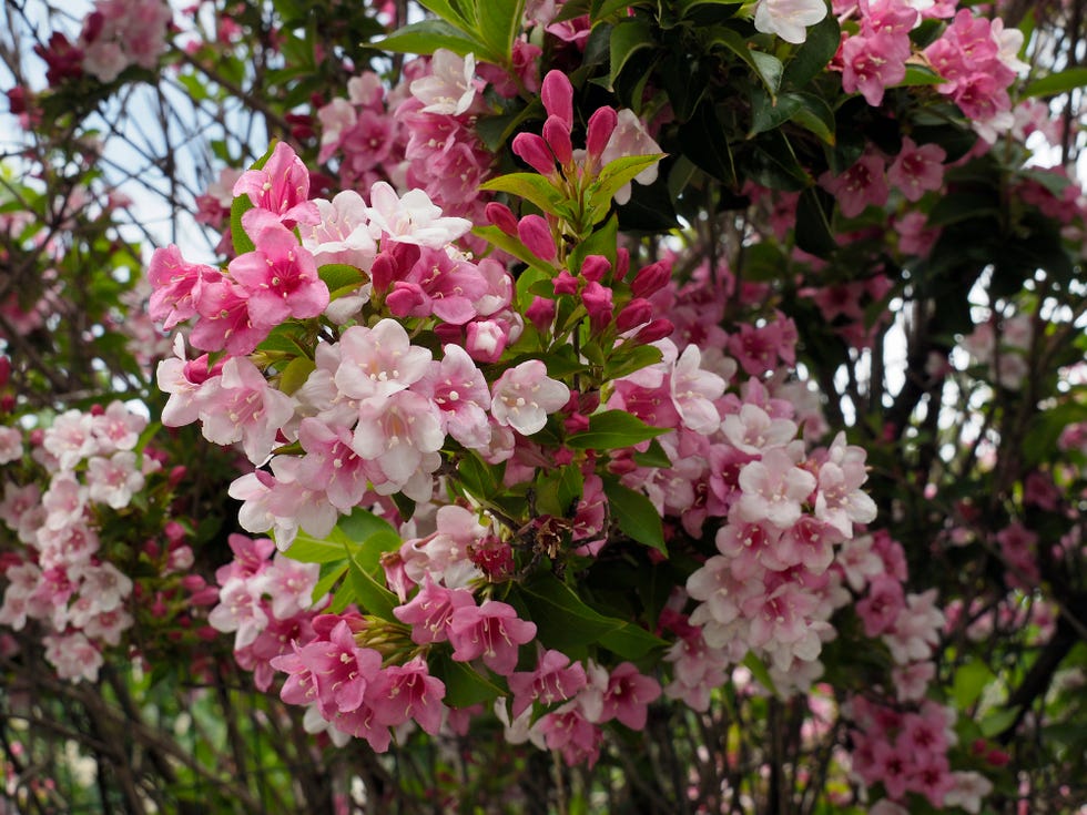 best flowering shrubs weigela