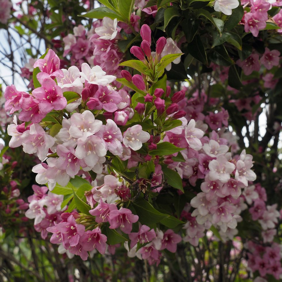 best flowering shrubs weigela