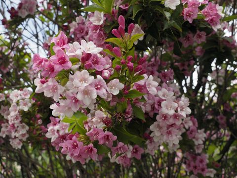 best flowering shrubs weigela