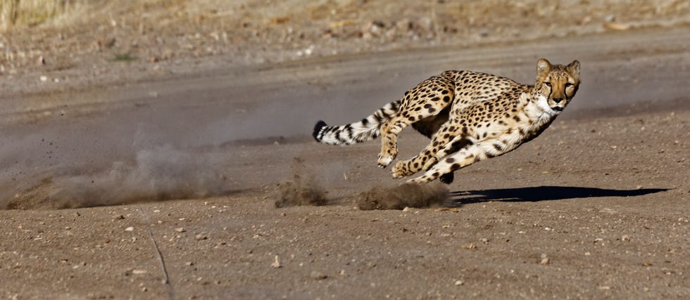 guepardo, animal, rapido, mundo, tierra 