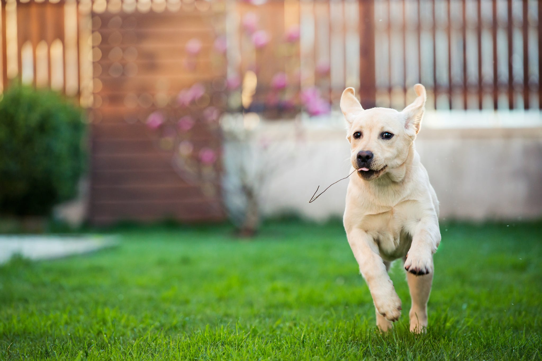 How Much Exercise Does My Dog Need Calculator - Get It Right