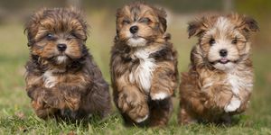 3 running havanese puppys in a row