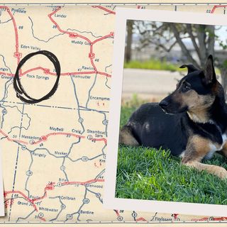 collage with pictures of dogs and a map with a circle