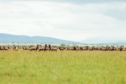 Running safari