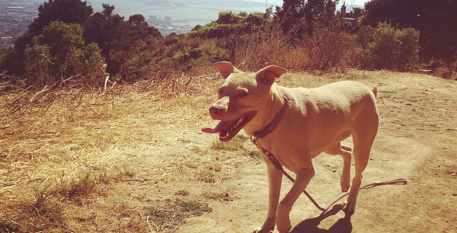 A Clear-Eyed Take On Running While Stoned