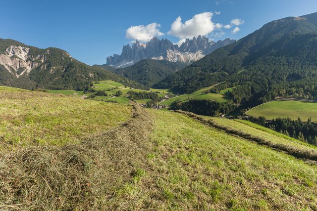 rural scene during hay harvest in villnoess in dolomites
