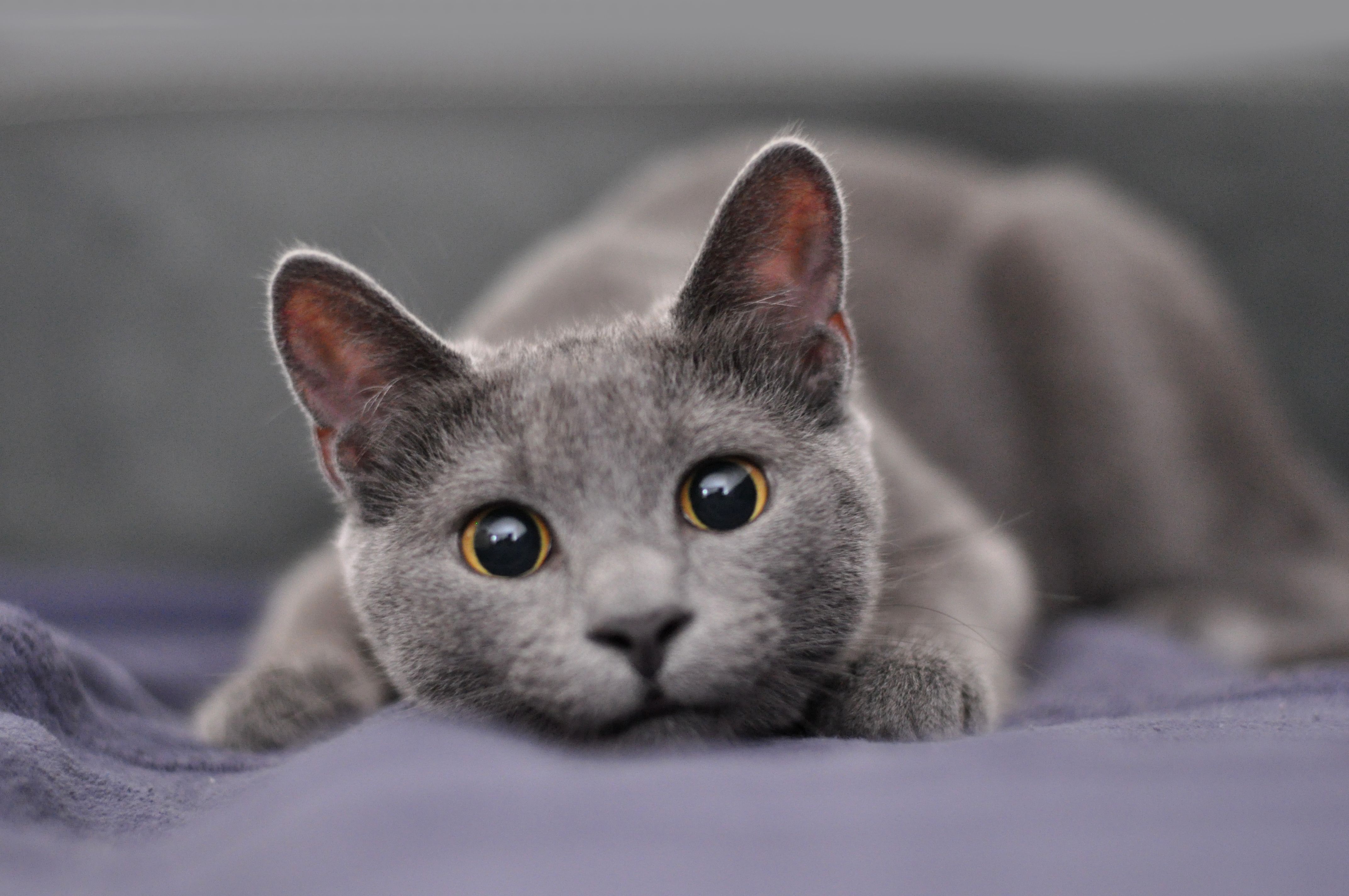 Grey striped 2024 shorthair cat