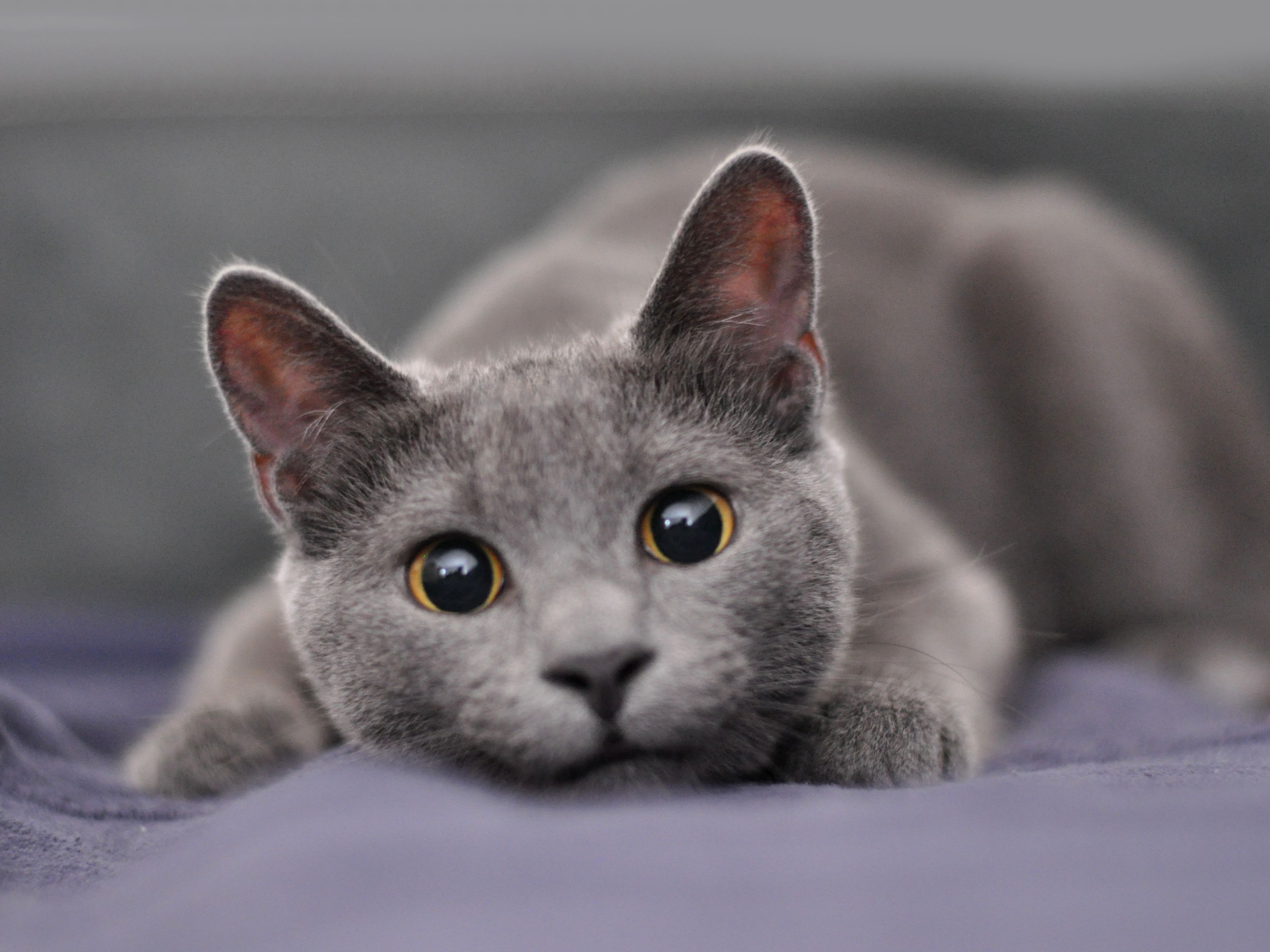 grey anthro cat boy