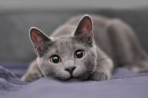 grey cat breeds russian blue