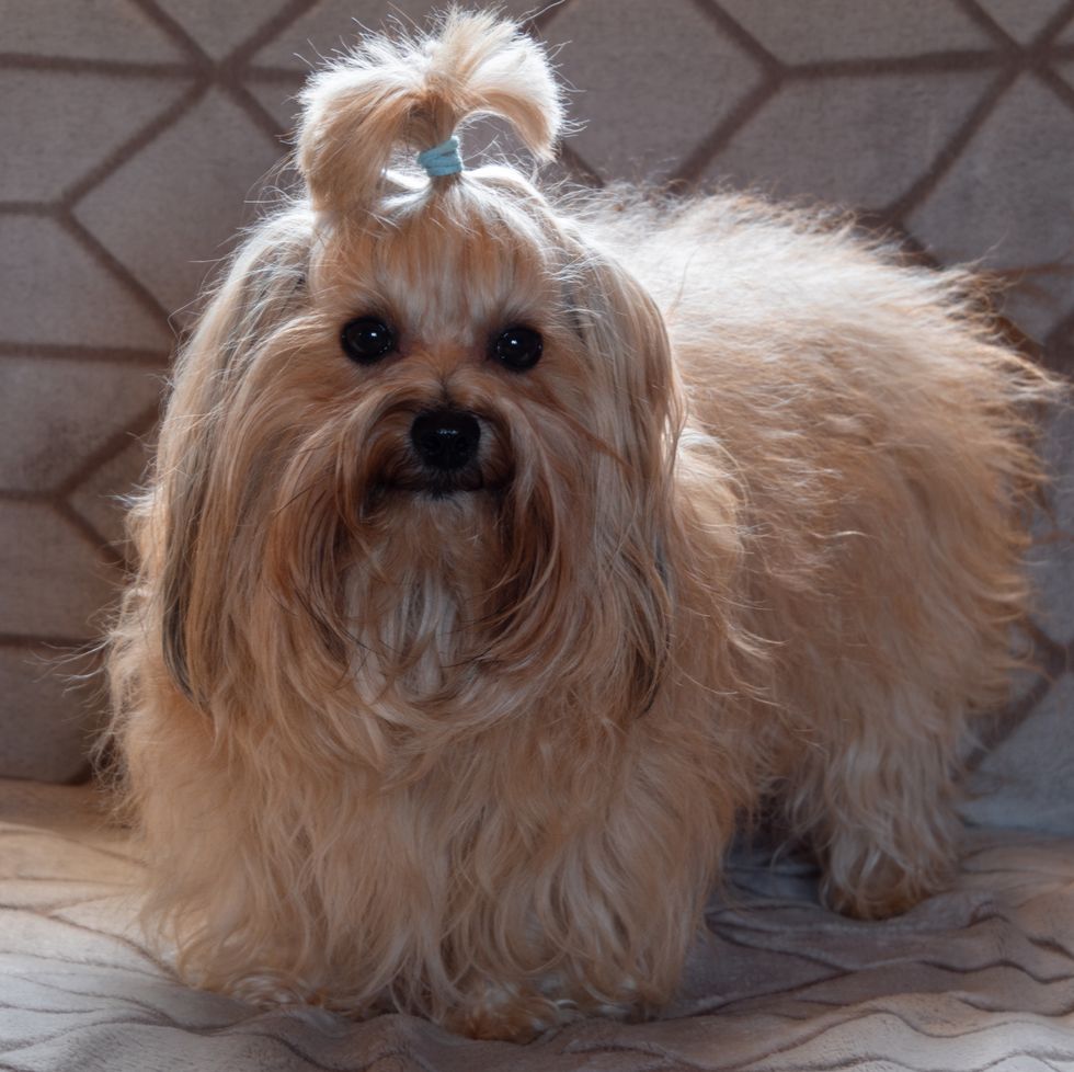 russian ginger dog of the russian colored bichon (bolonka tsvetna) breed