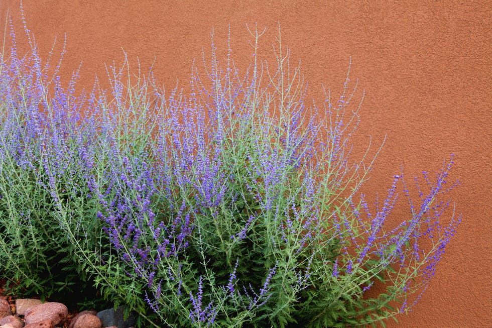 russian sage and adobe wall