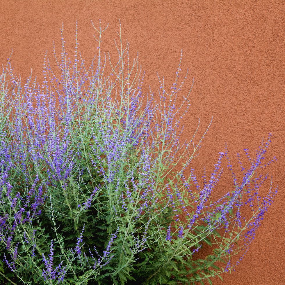 russian sage and adobe wall