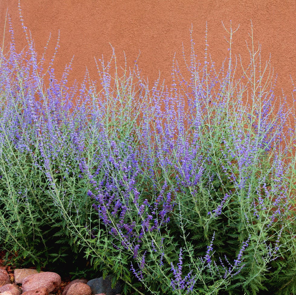 low maintenance front yard drought tolerant plants low maintenance front yard ideas drought tolerant plants