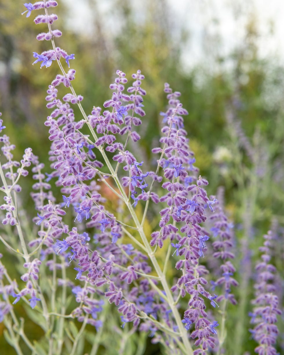 russian sage salvia yangii flowers