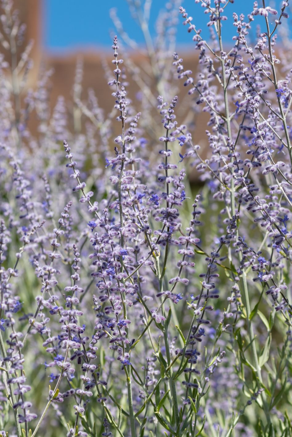 russian sage (salvia yangii) flowers