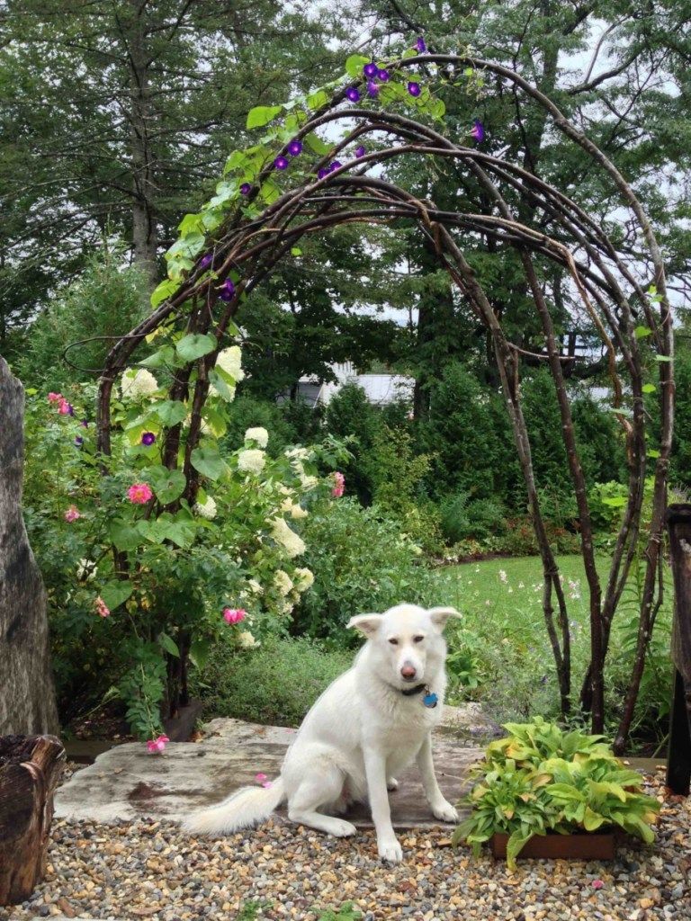 rustic trellis ideas created from branches bent into an arch shape, pictured with flowering vines and dog underneath