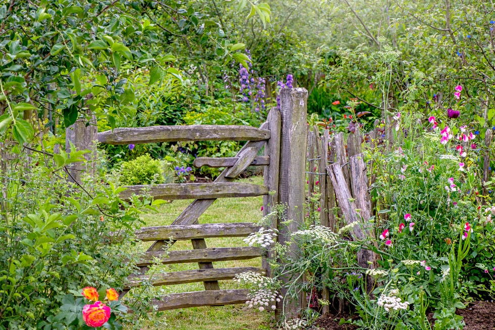 a rustic, wooden garden gate and fence in an english cottage garden