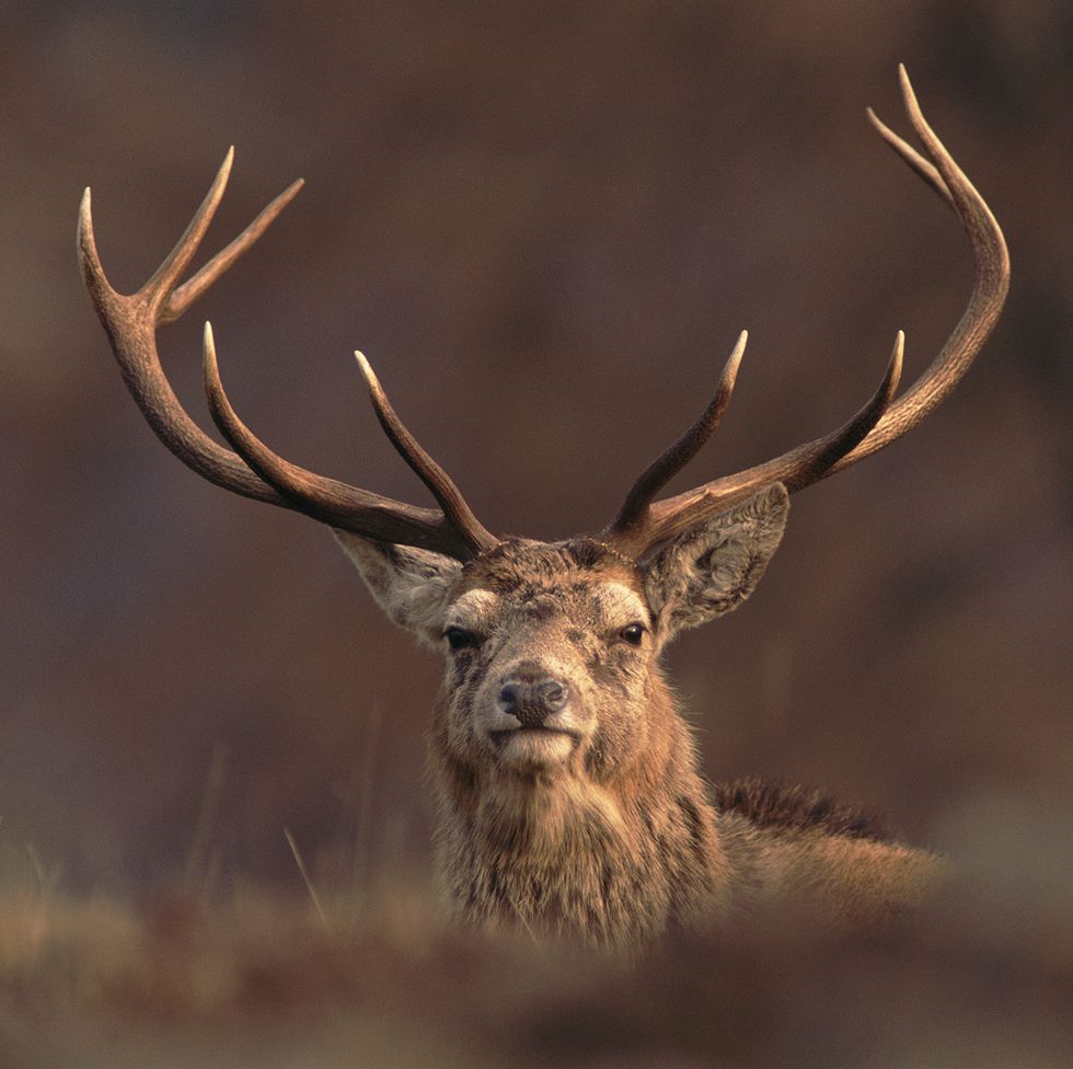 a red deer cervus elaphus stag's head with majestic antlers peering over a hummock towards the camera, known as the monarch of the glen in the scottish hightlands they are britain's largest native deer