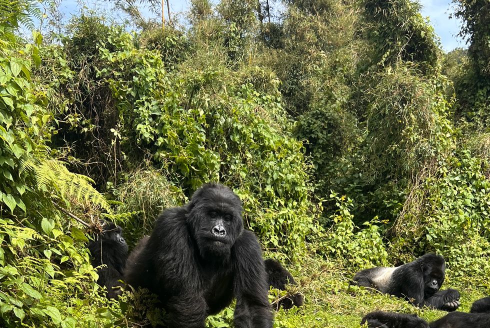 gorillas in musanze rwanda