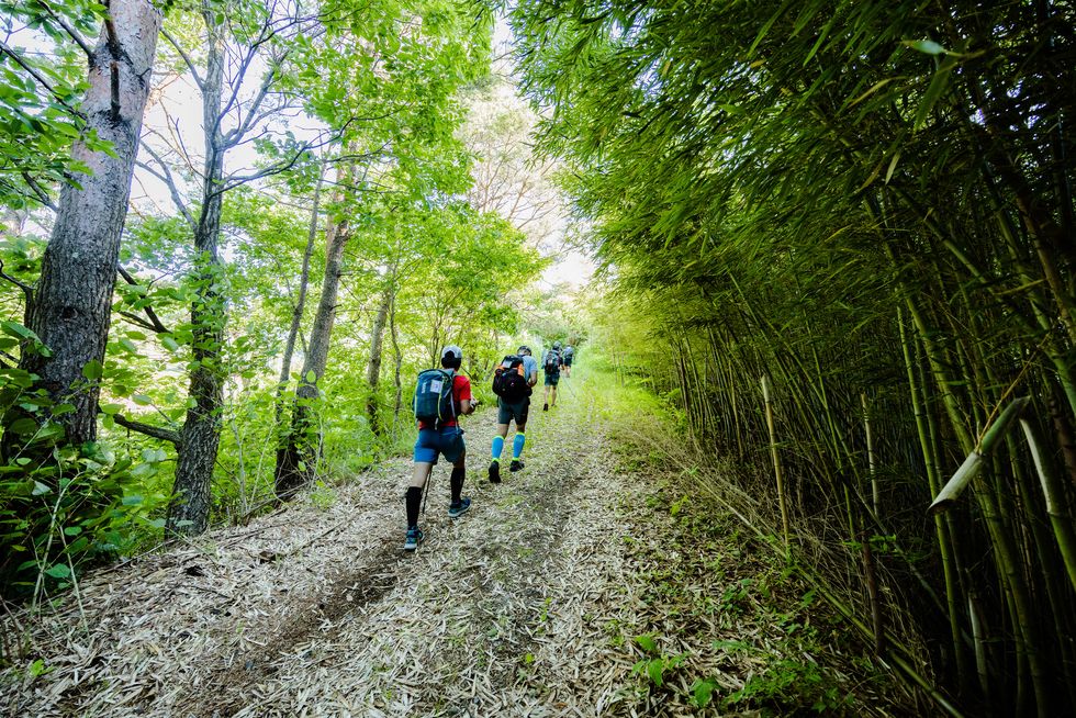 runners in the trans japan ultra selection event run through a forest