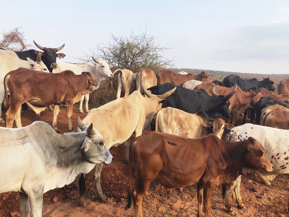Herd, Vertebrate, Bovine, Mammal, Livestock, Cow-goat family, Herding, Horn, Rural area, Calf, 