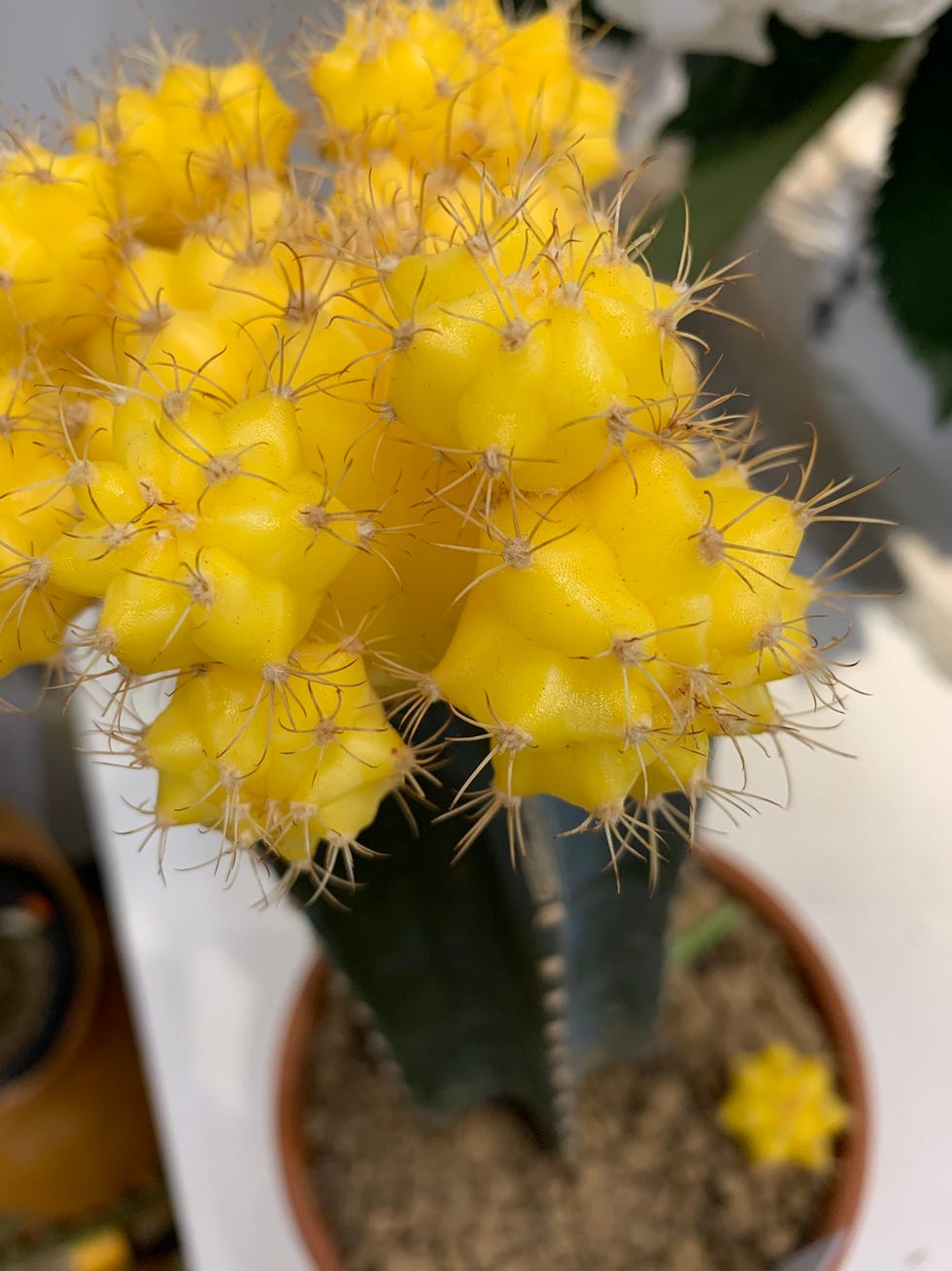 Flower, Plant, Cactus, Yellow, Houseplant, Thorns, spines, and prickles, Terrestrial plant, Flowering plant, Mimosa, Prickly pear, 