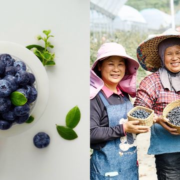 台灣農業之光！「山丘藍」手工嚴選採摘藍莓正式登場，來自嘉義阿里山下最新鮮純粹的甜蜜滋味！