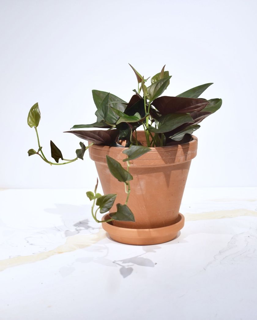 Flowerpot, Houseplant, Flower, Plant, Still life photography, Vase, Table, Plant stem, Echeveria, Ceramic, 