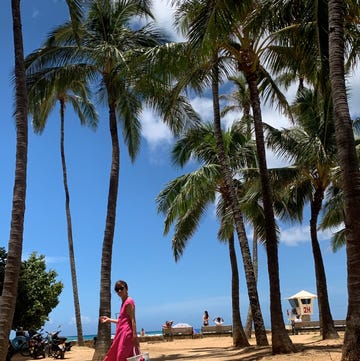 Tree, Palm tree, Beach, Vacation, Arecales, Woody plant, Tropics, Tourism, Plant, Sky, 